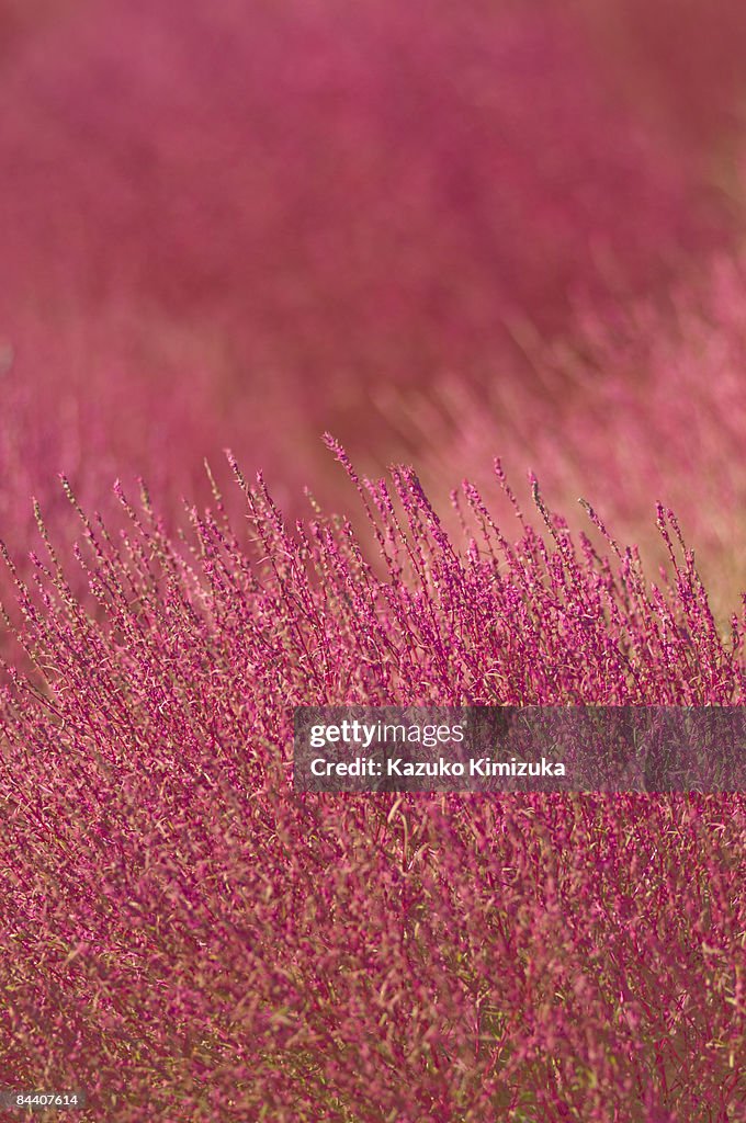 Kochia