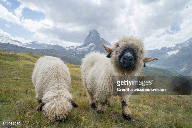 divertido ovelha no matterhorn, suíça - cantão de valais - fotografias e filmes do acervo
