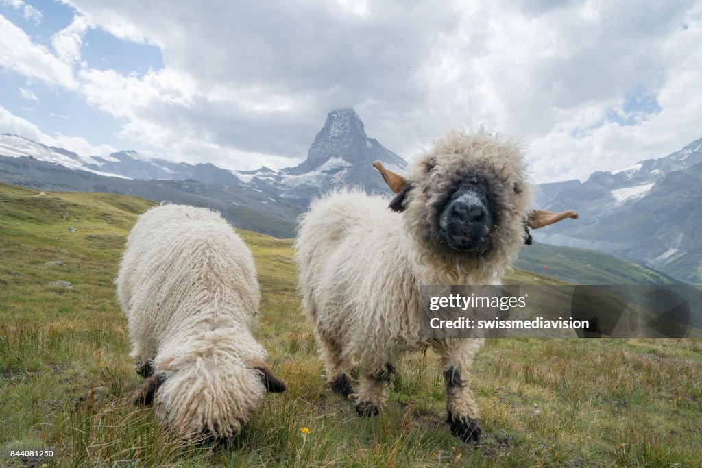 Roligt får på Matterhorn, Schweiz