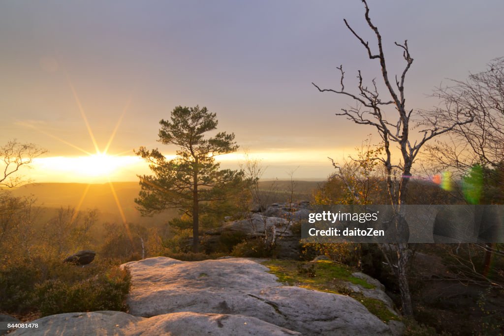 Papststein hiking area with Pine trees before sunset, Saxon Switzerland National Park, Germany