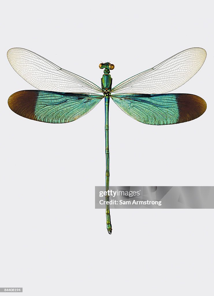 Damselfly