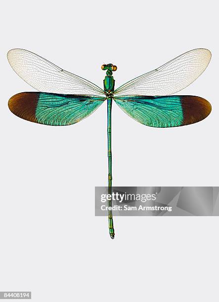 damselfly - animal wing stock pictures, royalty-free photos & images