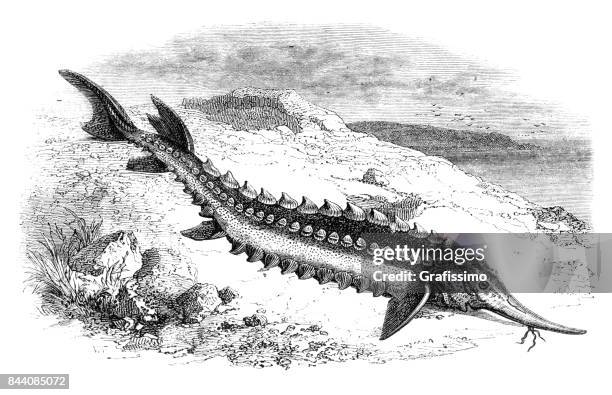 endangered species sturgeon in caspian sea 1858 - caviar stock illustrations
