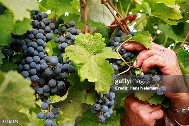 vineyard worker selecting grapes - uruguay food stock pictures, royalty-free photos & images