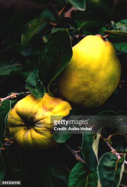 quince on tree - aniko hobel 個照片及圖片檔