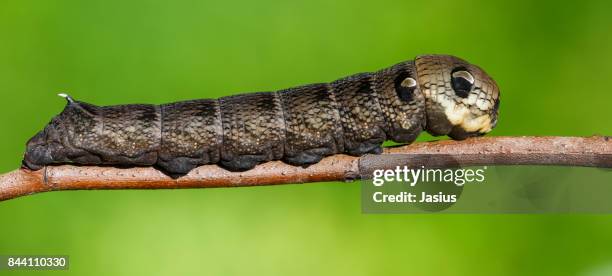 elephant hawk-moth caterpillar - hawk moth caterpillars stock pictures, royalty-free photos & images