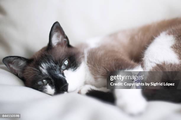 sleepy - black siamese cat stock pictures, royalty-free photos & images