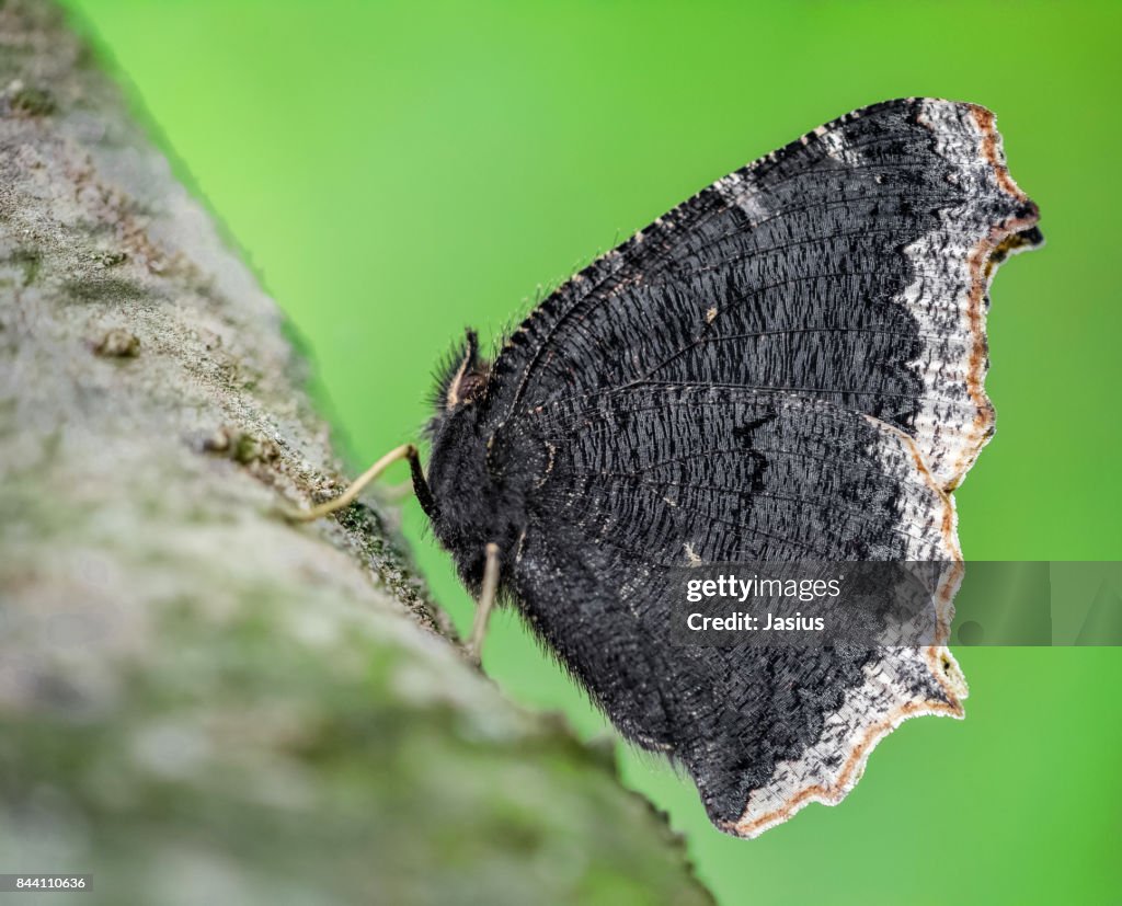 Camberwell Beauty butterfly