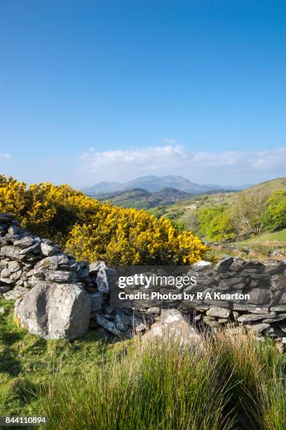 walk in the hills of snowdonia on a bright spring day - gorse stock pictures, royalty-free photos & images