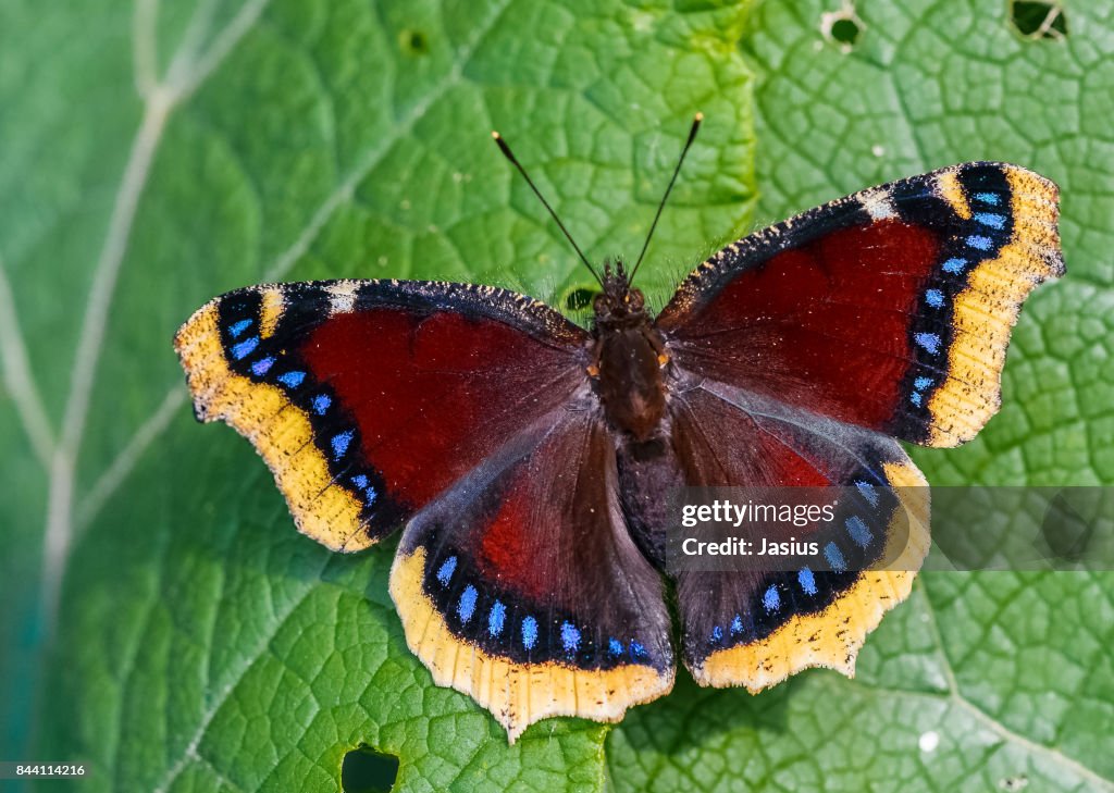 Camberwell Beauty butterfly