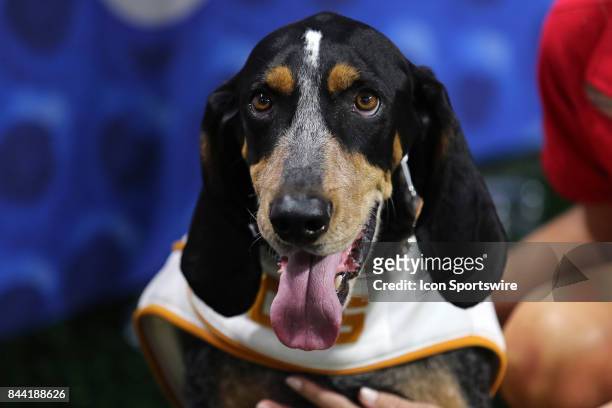 Tennessee mascot, Smokey, performs with students during the NCAA Photo  d'actualité - Getty Images