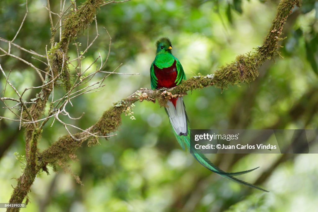 Resplendent Quetzal