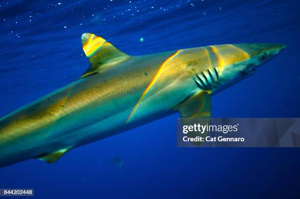sun light lemon shark below surface - lemon shark stock pictures, royalty-free photos & images