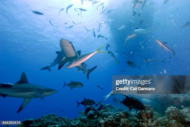 shark frenzy under boat - gray reef shark stock pictures, royalty-free photos & images