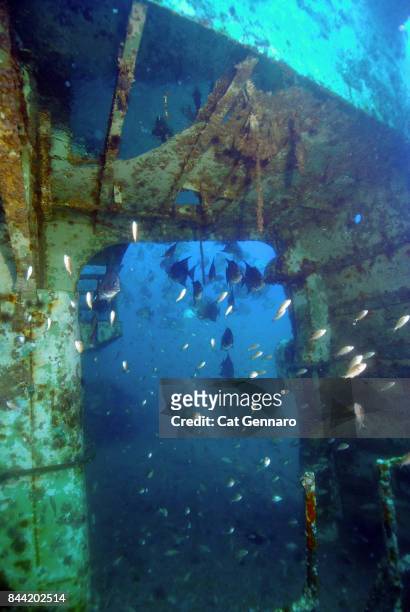 spar wreck-graveyard of the atlantic - sand tiger shark stock pictures, royalty-free photos & images