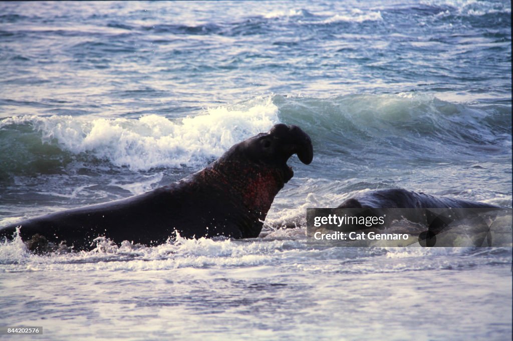 Adult Male Elephant Seals Fight for Territory