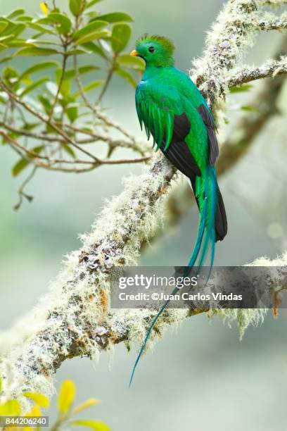 resplendent quetzal - quetzal stock pictures, royalty-free photos & images