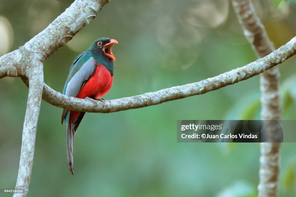 Slaty-tailed Trogon