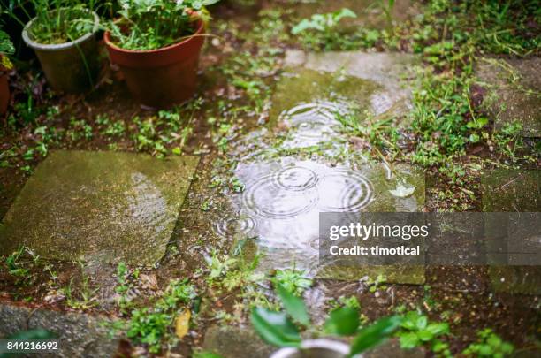 rain drops leaving rings on the water in garden - rain garden stock pictures, royalty-free photos & images