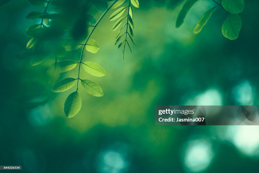 Fondo de hoja