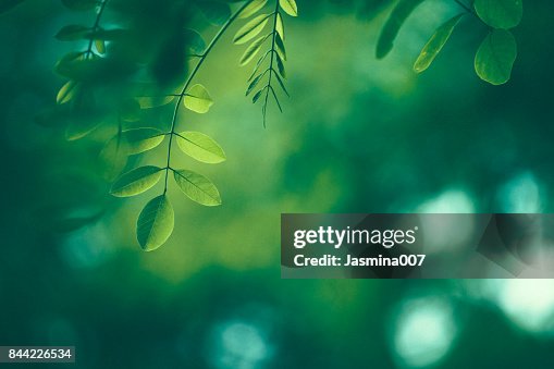 Leaf Background Leaf Background