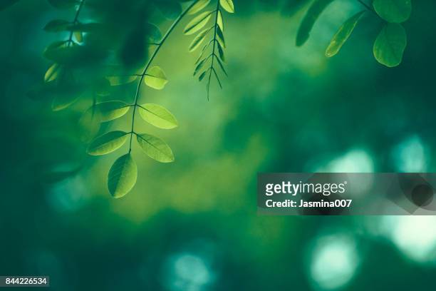 leaf background - nature background stock pictures, royalty-free photos & images