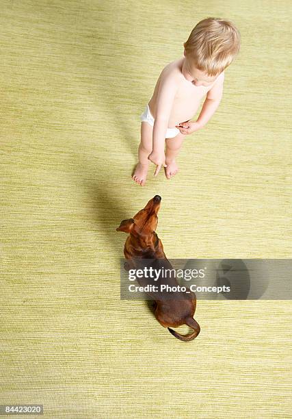 baby boy con perro "cornwall inglaterra". - vista desde arriba perro fotografías e imágenes de stock