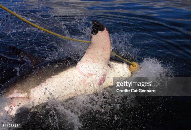 great white shark goes for bait - pinna pettorale foto e immagini stock