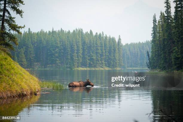 ein elch in einem see schwimmen - elk stock-fotos und bilder