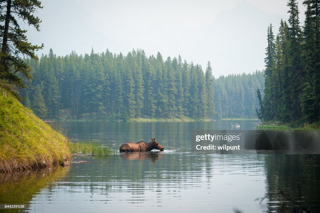 A moose swimming in a lake