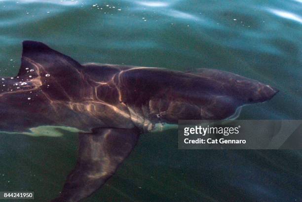 great white shark swims below surface - pinna pettorale foto e immagini stock