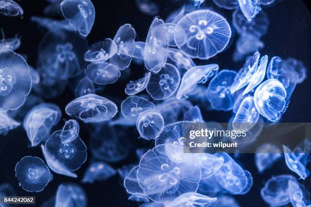spectacular jellyfish - micro organisme stock pictures, royalty-free photos & images