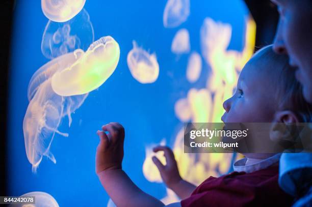 aquarium jellyfish with boy and mother looking - aquarium stock pictures, royalty-free photos & images
