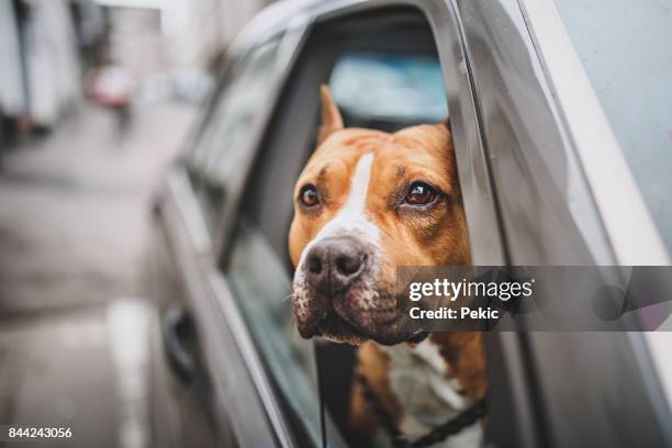 staffordshire bull terrier im auto - pitbull stock-fotos und bilder