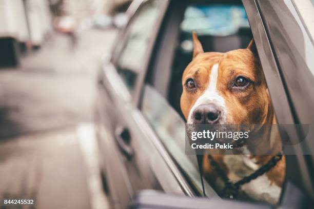 staffordshire bullterrier i bilen - staffordshire bull terrier bildbanksfoton och bilder