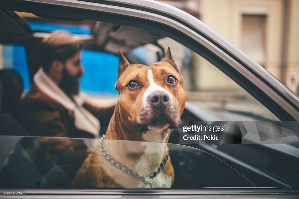 Man enjoys the ride home as much as his dog