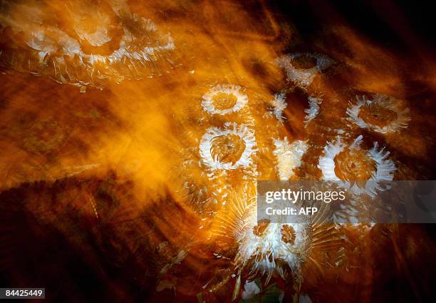 Bulgarian dancer known as a "kuker" performs a ritual dance during the International Festival of the Masquerade Games in the town of Pernik near...