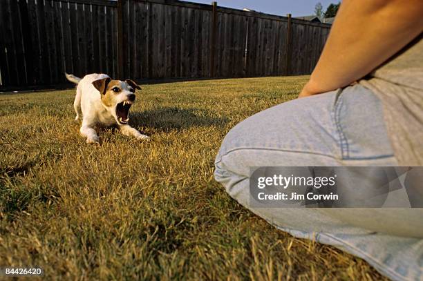 jack russell terrier barking - ladrando fotografías e imágenes de stock