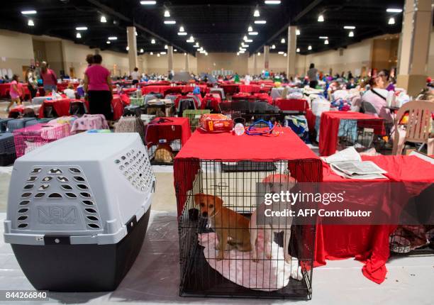 Dogs sit inside their cages as hundreds of people gather in a pet-friendly emergency shelter at the Miami-Dade County Fair Expo Center in Miami,...