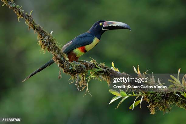 collared aracari - collared aracari stock pictures, royalty-free photos & images