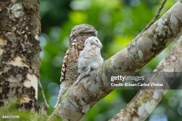 great potoo - great potoo nyctibius grandis stock pictures, royalty-free photos & images