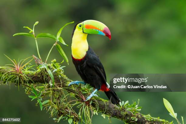 keel-billed toucan - toucan stock pictures, royalty-free photos & images