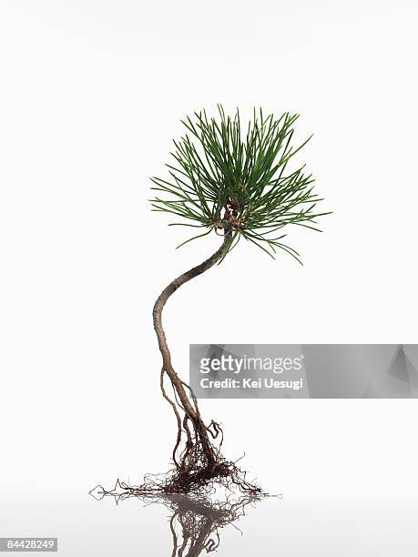 form - pine ストックフォトと画像