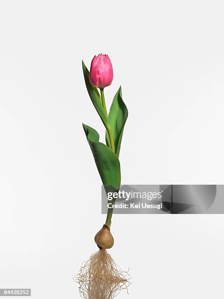 form - tulpen stockfoto's en -beelden