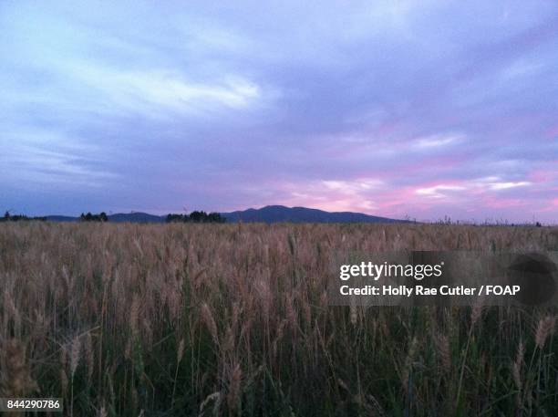 Mt Rae Mount Rae Photos and Premium High Res Pictures - Getty Images