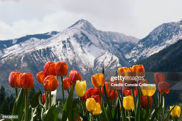 spring tulips in front of a snowy mountain. - leavenworth washington stock pictures, royalty-free photos & images