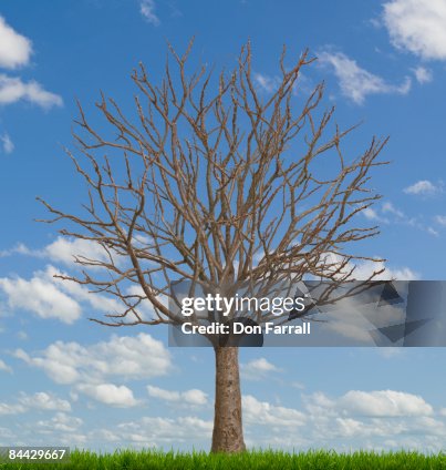 Value Tree Empty Empty Money Tree Sky Background High-Res Stock Photo - Getty Images