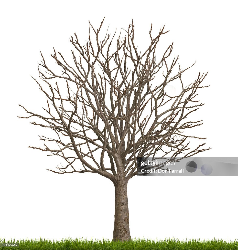 Empty Tree Real Bare Tree Empty Money Tree White Background High-Res Stock Photo ...