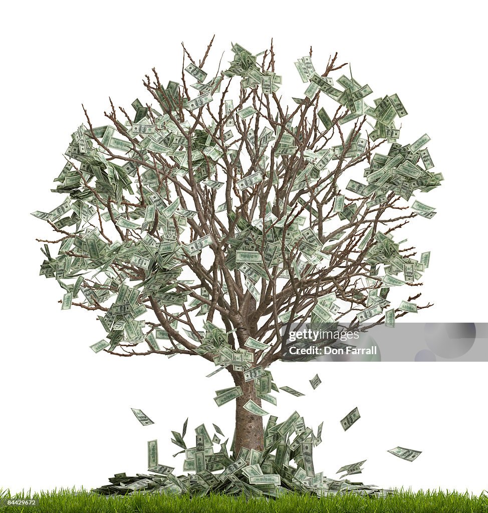 Money Tree Ripped Up Money Tree Money Falling Off White High-Res Stock Photo - Getty Images