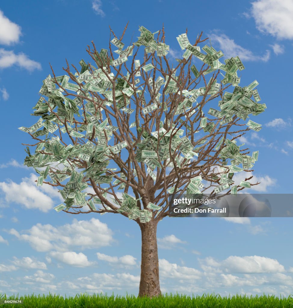  Money tree, number two in a series